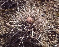 Thelocactus rinconensis ssp. nidulans ©JLcoll.4306.jpg